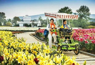 重陽佳節(jié)游嵖岈，百合溫泉醉金秋——駐馬店嵖岈山溫泉小鎮(zhèn)七彩百合園重陽月惠游活動正式啟動